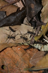 Eciton burchellii parvispinum