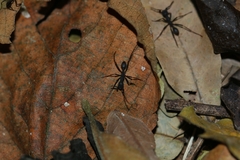 Eciton burchellii parvispinum