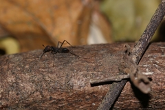 Eciton burchellii parvispinum