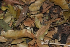 Eciton burchellii parvispinum