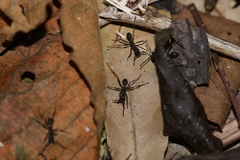 Eciton burchellii parvispinum