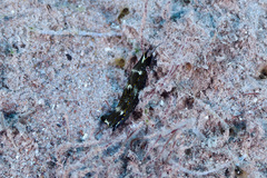 Navanax gemmatus image