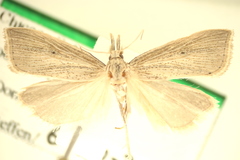 Eoreuma densellus