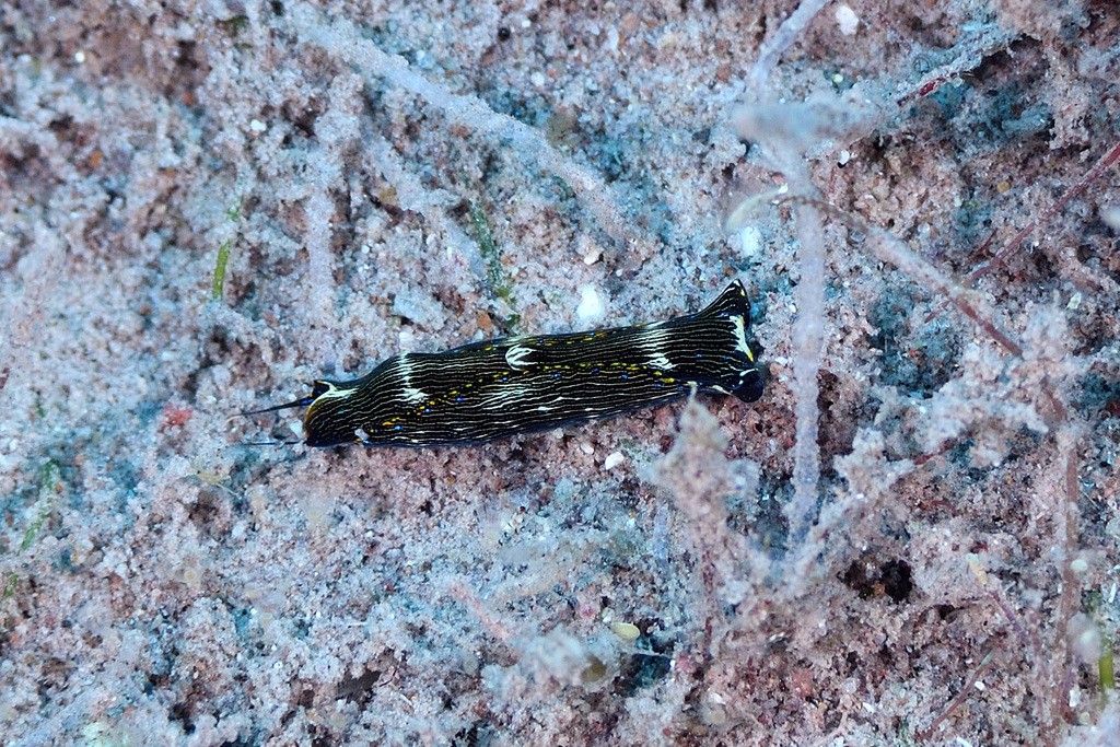 Navanax gemmatus
