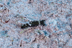 Navanax gemmatus