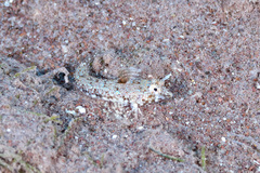 Lancer Dragonet photo 2