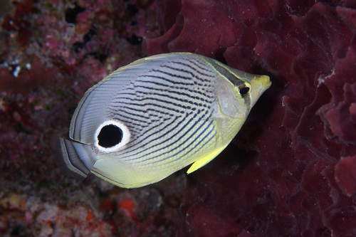 Four-eyed Butterflyfish