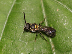Neocorynura