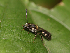 Neocorynura