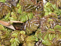 Salvinia molesta image