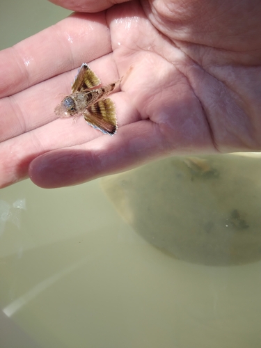 Blackwing searobin (Prionotus rubio) — Triglidae