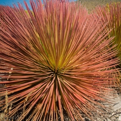 Agave striata