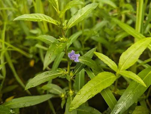 Oneflower false fiddleleaf (Hydrolea uniflora)