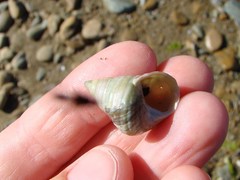 Micrelenchus purpureus