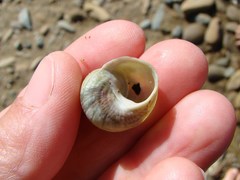 Micrelenchus purpureus