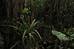 Guzmania variegata