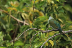 Ptilinopus purpuratus