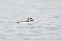 Bucephala albeola × clangula