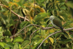 Ptilinopus purpuratus