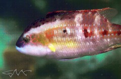 Oxycheilinus bimaculatus