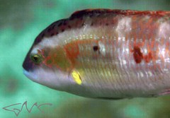 Oxycheilinus bimaculatus