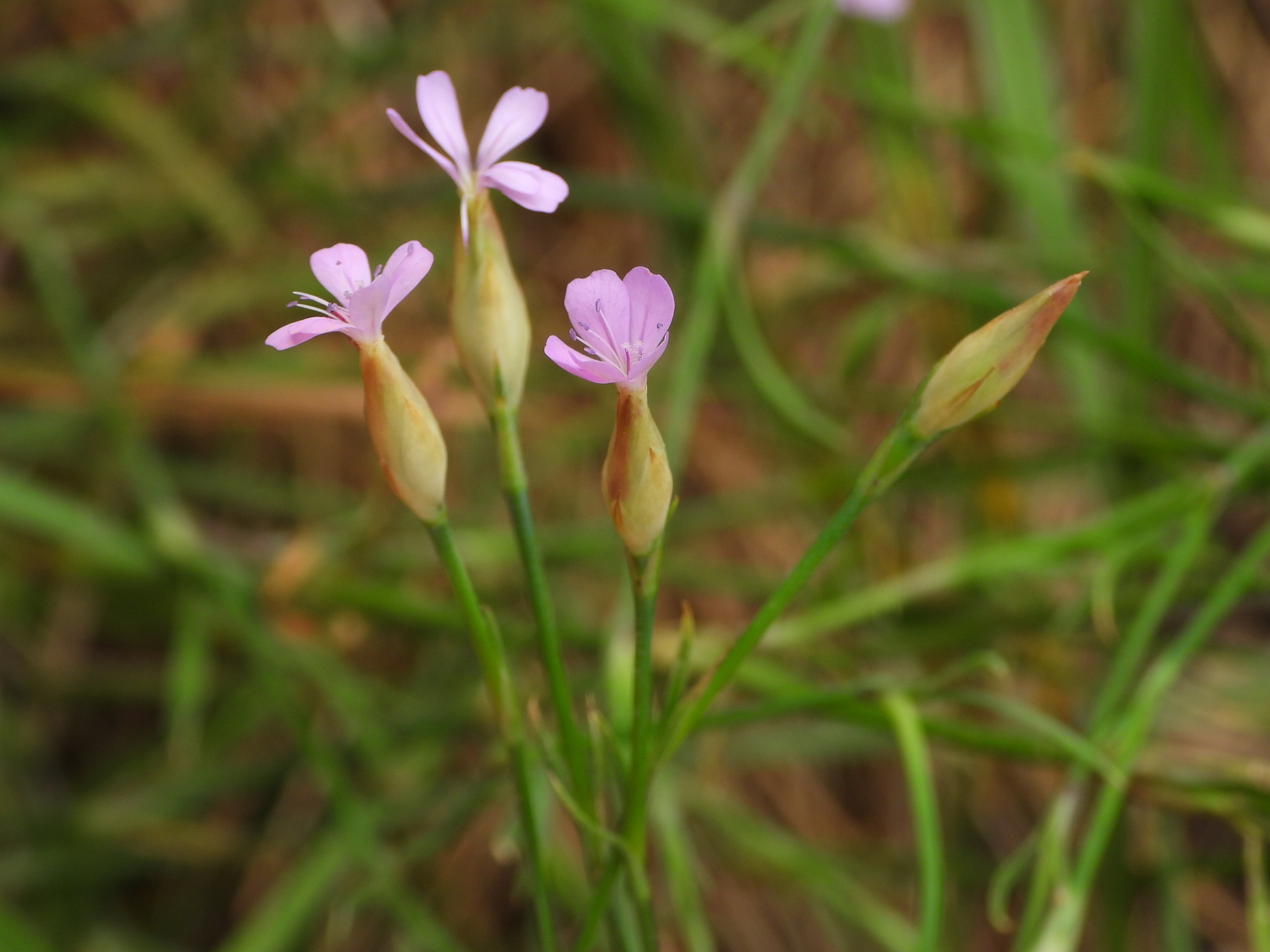 Petrorhagia prolifera