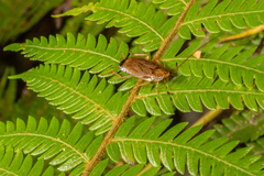 Parellipsidion latipenne