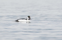 Bucephala albeola × clangula