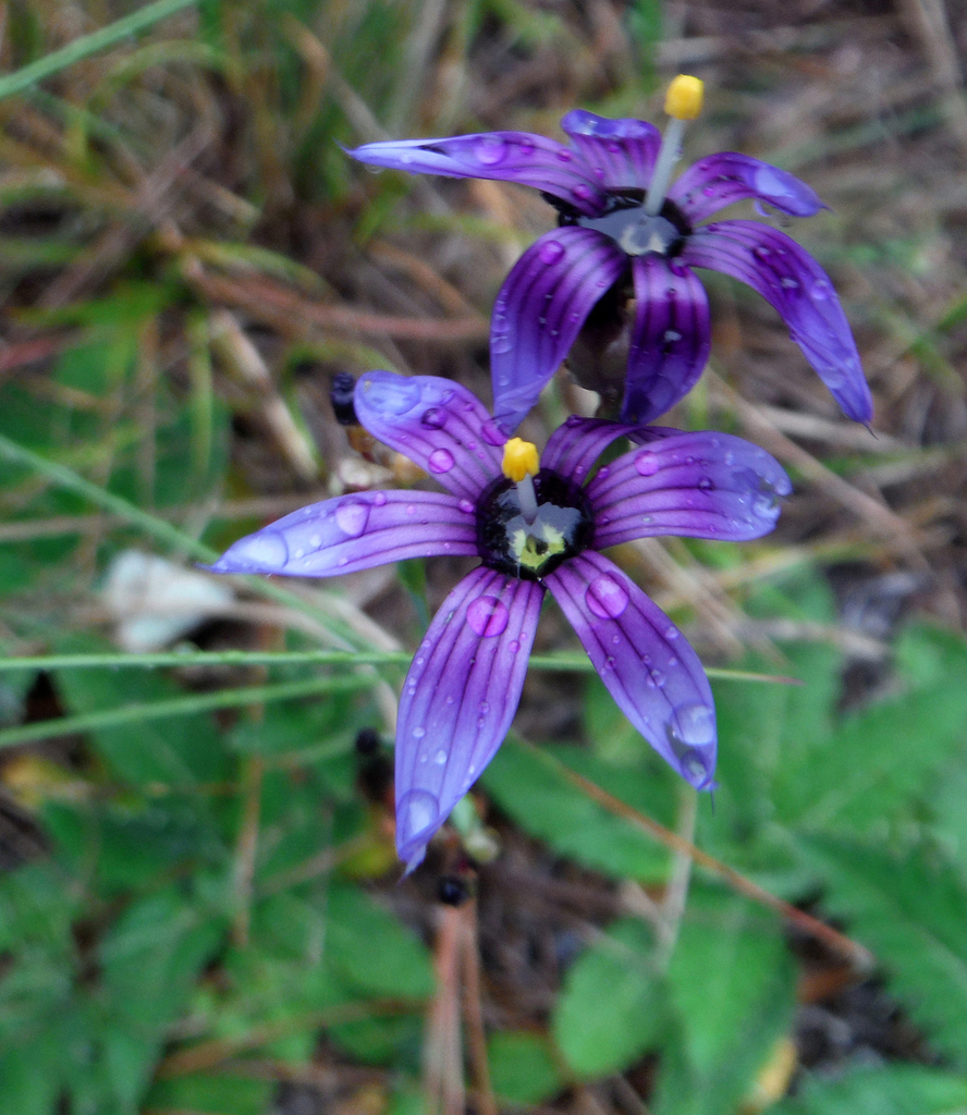 Sisyrinchium novoleonense