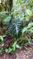 Philodendron verrucosum