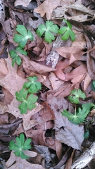 Delphinium alabamicum