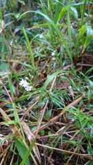 Epidendrum fimbriatum