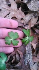 Delphinium alabamicum