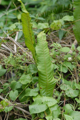 Bosmania membranacea, photograph 1