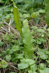 潘立傑 LICHIEH_PAN, CC BY, iNaturalist via GBIF Bosmania membranacea, photograph 潘立傑 LICHIEH_PAN, CC BY, iNaturalist via GBIF