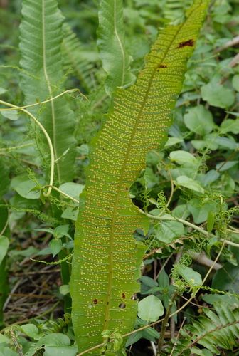 Bosmania membranacea, photograph 3