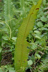 潘立傑 LICHIEH_PAN, CC BY, iNaturalist via GBIF Bosmania membranacea, photograph 潘立傑 LICHIEH_PAN, CC BY, iNaturalist via GBIF