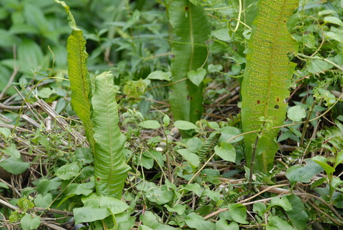 Bosmania membranacea, photograph 2