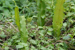 潘立傑 LICHIEH_PAN, CC BY, iNaturalist via GBIF Bosmania membranacea, photograph 潘立傑 LICHIEH_PAN, CC BY, iNaturalist via GBIF
