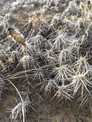Grusonia clavata