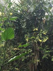 Macrocarpaea macrophylla