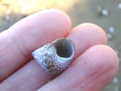 Micrelenchus purpureus