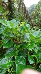 Peperomia striata