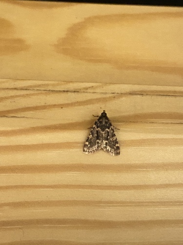 Aglossa caprealis