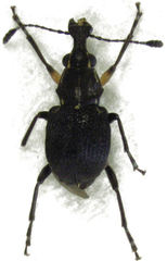 Hoplorhaphus spinifer