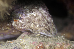 Sepia mestus