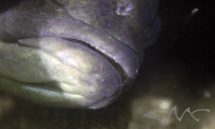 Acanthistius ocellatus