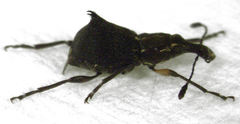 Hoplorhaphus spinifer