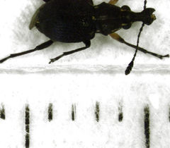Hoplorhaphus spinifer
