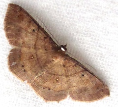 Petelia delostigma